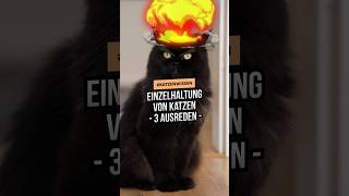 Katze ALLEINE halten 3 Ausreden für die Einzelhaltung von Katzen katzenwissen katzenliebe [upl. by Anan]