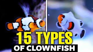 The 15 Most Beautiful Types of Clownfish [upl. by Samtsirhc301]