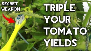 How to pollinate tomatoes by hand amp get Huge Tomato Yields [upl. by Tnomal74]