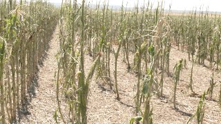 AgweekTV Hail Storm Destroys SD Crops [upl. by Volnay596]