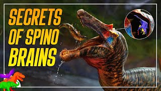 Shocking Truth of Spinosaur Brains Revealed  Spino Saga [upl. by Anemolihp]