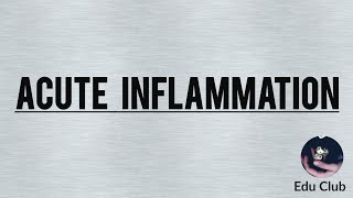 Mechanism Of Acute Inflammation [upl. by Hube]