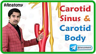 Carotid Sinus and Carotid Body Animation  Anatomy and its function [upl. by Nywg349]