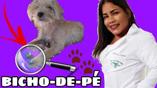 BICHODEPÉ EM CACHORRO 🐕 RETIRANDO VÁRIOS BICHOS NA ROÇA [upl. by Krystle284]