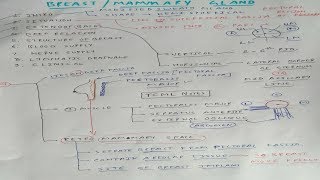 Mammary gland Anatomy  1  TCML [upl. by Eeryn]