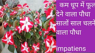 सालों साल फूल देने वाला पौधा impatiens plant caregarden fertilizer care flower shopping plant [upl. by Linet]