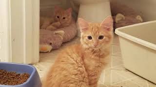 Orange tabby kittens with mother  Cat rescue  Available for adoption [upl. by Eladnor]