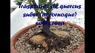 TRASPLANTE ALCORNOQUE SOBRE ROCA [upl. by Ehcrop]