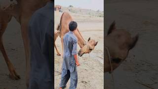 معركة كبيرة بين الجمل وصاحبه😱🐪😱☝️ [upl. by Savihc]