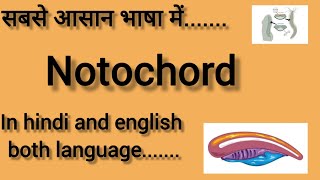 NOTOCHORD  In hindi and english  BIOLOGY  CHORDATES AND NON CHORDATES CLASS 11  NEET 2025 [upl. by Audrie]