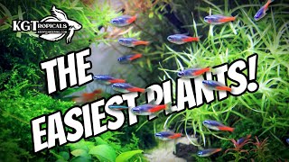 Dont Buy Aquarium Plants Without Watching This FIRST The Easiest Plants In The Hobby [upl. by Dinsdale]