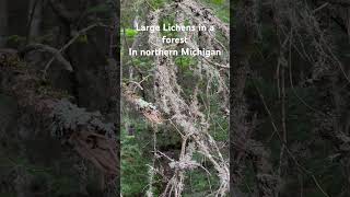 Large Lichens In a Forest in northern Michigan [upl. by Bush]