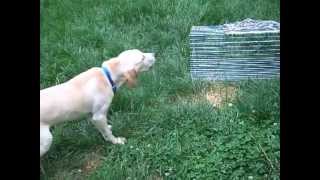 Kemmer Stock Mountain Cur First Intro to Live Squirrel [upl. by Dlarej]