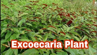 लैलामजनूँ  Excoecaria Plant  How to Grow and Care Excoecaria Plant  Budget Gardening  Hindi [upl. by Nari454]