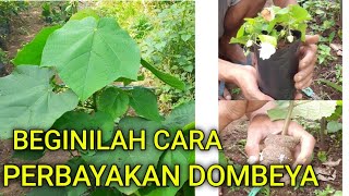 Rahasia ‼️ Perbanyakan Pohon Bunga Dombeya Wallichii making domebya plant seeds [upl. by Eelyrehc]