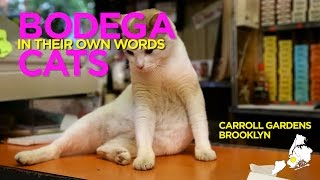 Bodega Cats In Their Own Words Charlie of Carroll Gardens [upl. by Barolet]