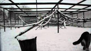 Wingham Wildlife Park in the Snow [upl. by Amsirahc]