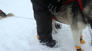 Bottines polaires pour chien de traineau  le test [upl. by Eidda]