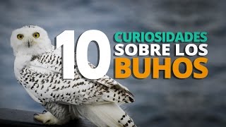 10 Curiosidades sobre los BÚHOS [upl. by Sivi633]