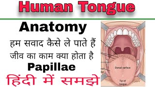 Human Tongue  vallate papillae fungiform papillae filiform papillae in anatomy  anatomy [upl. by Cully]