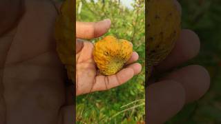 Annona spinescens fruit ripened  orange custardapple  annonecea family [upl. by Ardnatal]