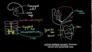 Embryology of Thyroid Gland  1 [upl. by Yrakcaz]