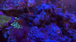 fish death coral placement and rock rearrangement [upl. by Kentigerma]