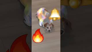 Share and Like to increase the AURA dogshorts dog youtubeshorts aura instareels usa trending [upl. by Aicaca266]