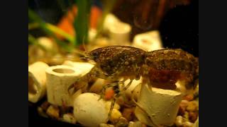 Knabenkrebs Cambarellus puer Eiertragend Pregnant crayfish Cambarellus puer [upl. by Nediarb]