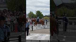 Kyoto Police Horse  葵祭2024年 Aoi Matsuri 2024 at Kyoto Gyoen japan kyoto [upl. by Nairoc]