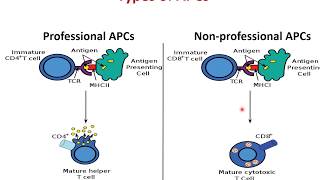 Adaptive Immunity Part 2 [upl. by Giglio]