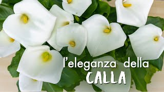 Zantedeschia aethiopica come prendersi cura della meravigliosa Calla [upl. by Novehc]