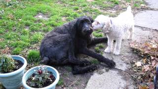 Standard Poodle having epileptic seizure 111711MOV [upl. by Ylrak687]