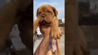 French matchstick puppy for sale 😱viralvideo puppy dogs [upl. by Ahselat]