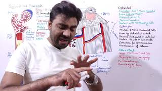 Bone Components structure and function  Haversian Canal System biologywithmuhammadsajid [upl. by Belanger]