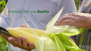 Increase your maize yield with NitrostimFull Video [upl. by Hilton]