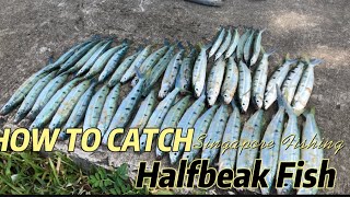 Singapore Fishing  How to catch halfbeak fish  Marina South [upl. by Anisamot117]