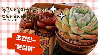 얼굴큰 루사 레드탄2두 굼뱅이분변토썩은 전용토에 분갈이💞초간단 분갈이💞 [upl. by Revorg]