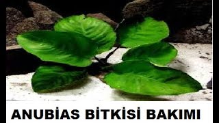 Anubias bitkisi ve bakımı nasıl yapılırAkvaryum balıkları Bitkisi Bitki türleriALTYAZILI [upl. by Ennoved]