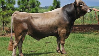 Brown Swiss Braunvieh bulls [upl. by Santini]