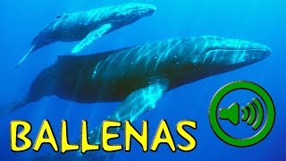 Canto de la Ballena  Whale [upl. by Lauraine631]