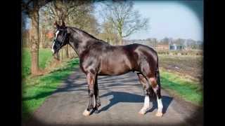 Macho Polo Groninger dekhengst Gerlinus x Onno s Promotiefilm [upl. by Iverson]