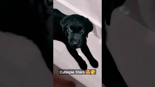 Cutiepie Shiro 😘 Labrador  shorts youtubeshorts viral ytshorts dog [upl. by Nerrawed]