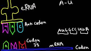 Codon Anticodon Bonding [upl. by Haelat341]