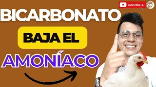 🙊CÓMO BAJAR EL AMONÍACO CON BICARBONATO EN LOS POLLOS🐔PARA EVITAR QUE LOS POLLOS SE ENFERMEN🌟 [upl. by Tedie277]