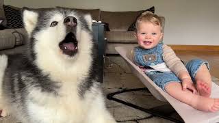 Adorable Baby Boy And Husky Howl Together Cutest Ever [upl. by Ahsi137]