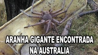 ARANHA GIGANTE ENCONTRADA NA AUSTRALIA [upl. by Lissie]