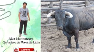 CRIANZA DE TOROS DE LIDIA EN LAMBAYEQUE ENTREVISTA AL GANADERO ALEX MONTENEGRO [upl. by Ybot766]