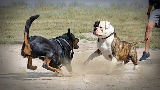 Rottweiler VS American BullDog [upl. by Leaw]