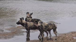 Ulusaba Lodge in 4K  Kruger Park  South Africa  Rare Wild Dog Sighting  9 September 2023 [upl. by Tran427]